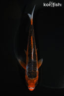 5.5" ARAGOKE HI SHUSUI