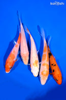 PACK OF (5) 4-5" STANDARD KOI