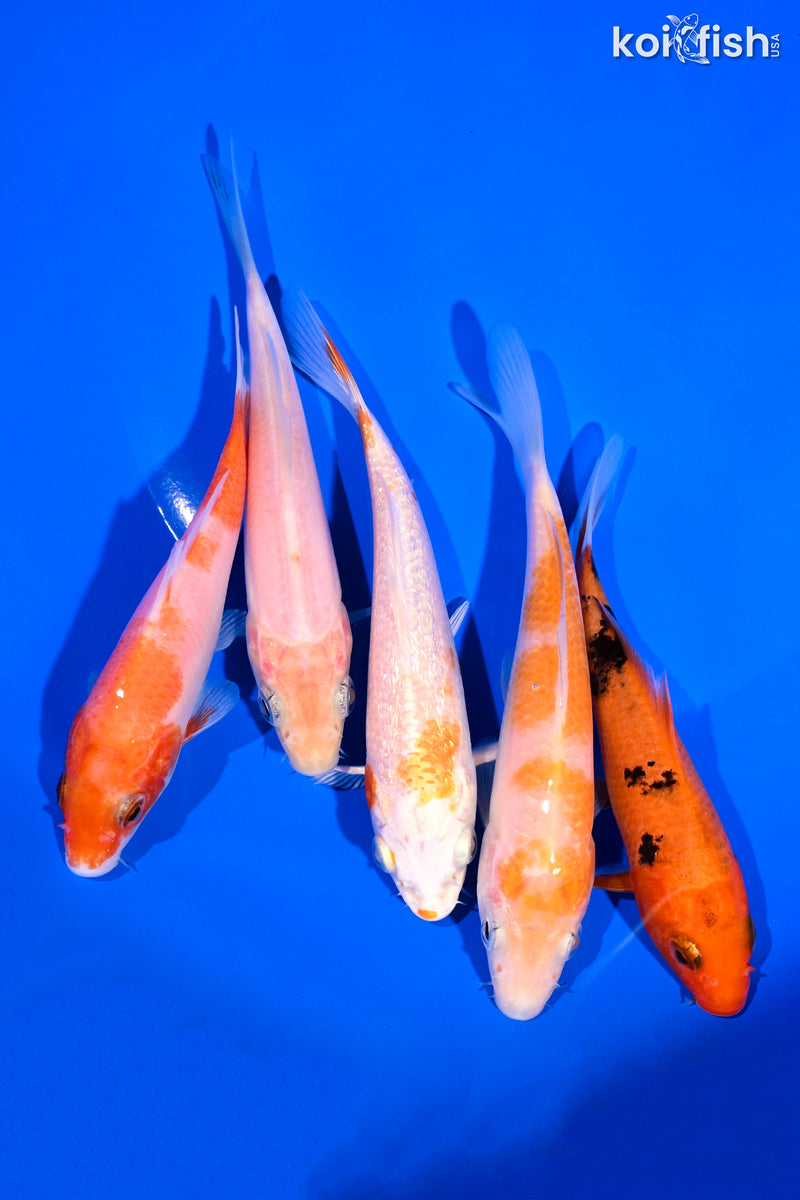 PACK OF (5) 4-5" STANDARD KOI