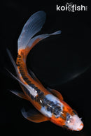 7" HI SHUSUI BUTTERFLY