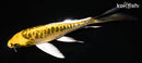 7.25" KIN KIKOKURYU BUTTERFLY