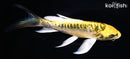 7.25" KIN KIKOKURYU BUTTERFLY