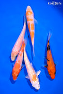 PACK OF (5) 4-5" STANDARD KOI
