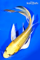 8" KIN KI MATSUBA BUTTERFLY