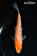 5.75" GINRIN AKAME OCHIBA SHIGURE