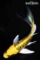 7.25" KIN KIKOKURYU BUTTERFLY