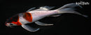 7.5" GOROMO BUTTERFLY
