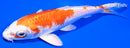 5.5" HARIWAKE