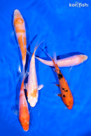 PACK OF (5) 4-5" STANDARD KOI