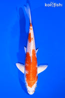 5.5" HARIWAKE
