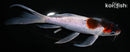 7.5" GOROMO BUTTERFLY