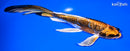 8.25" BENI KIKOKURYU BUTTERFLY