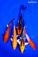 PACK OF (5) 4-5" STANDARD KOI