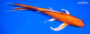 8.5" ORENJI OGON BUTTERFLY