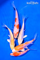 PACK OF (5) 4-5" STANDARD KOI