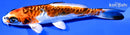 5.5" BENI KIKOKURYU