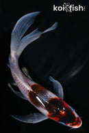 7.5" GOROMO BUTTERFLY