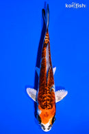 5.5" BENI KIKOKURYU