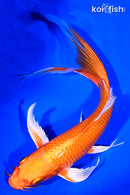 8.5" ORENJI OGON BUTTERFLY