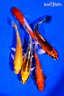 PACK OF (5) 4-5" STANDARD KOI