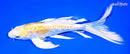 8" DOITSU LEMON HARIWAKE BUTTERFLY