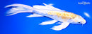 8" DOITSU LEMON HARIWAKE BUTTERFLY