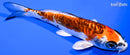 5.5" BENI KIKOKURYU