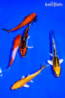 PACK OF (5) 4-5" STANDARD KOI