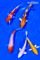 PACK OF (5) 4-5" STANDARD KOI