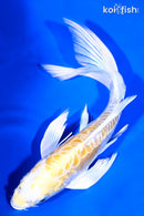 8" DOITSU LEMON HARIWAKE BUTTERFLY