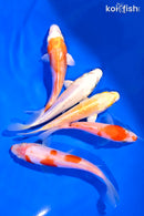 PACK OF (5) 4-5" STANDARD KOI