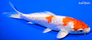 5.75" KIKUSUI