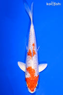 5.75" KIKUSUI
