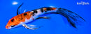 7.75" YAMATO NISHIKI BUTTERFLY