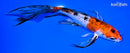 7.75" YAMATO NISHIKI BUTTERFLY