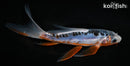 6.5" SHUSUI BUTTERFLY