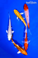 PACK OF (5) 4-5" STANDARD KOI