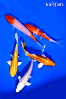 PACK OF (5) 4-5" STANDARD KOI