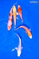 PACK OF (5) 4-5" STANDARD KOI