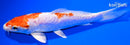 5.75" KIKUSUI