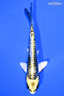 5.75" KIN KIKOKURYU