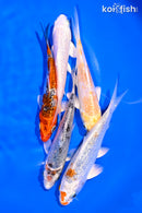 PACK OF (5) 4-5" GINRIN STANDARD KOI