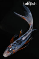 6.5" SHUSUI BUTTERFLY
