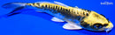 5.75" KIN KIKOKURYU