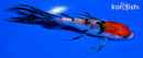 5" GINRIN SANKE BUTTERFLY