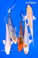 PACK OF (5) 4-5" GINRIN STANDARD KOI