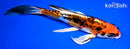 8" BENI KIKOKURYU BUTTERFLY