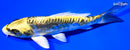 5.75" KIN KIKOKURYU