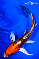8" BENI KIKOKURYU BUTTERFLY