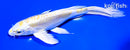 8" DOITSU LEMON HARIWAKE BUTTERFLY